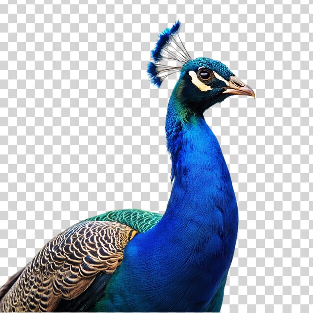 PSD ein peacock auf durchsichtigem hintergrund