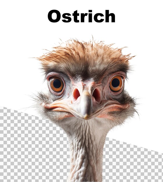 PSD ein poster mit einem strauß auf transparentem hintergrund und dem wort „ostrich“ oben