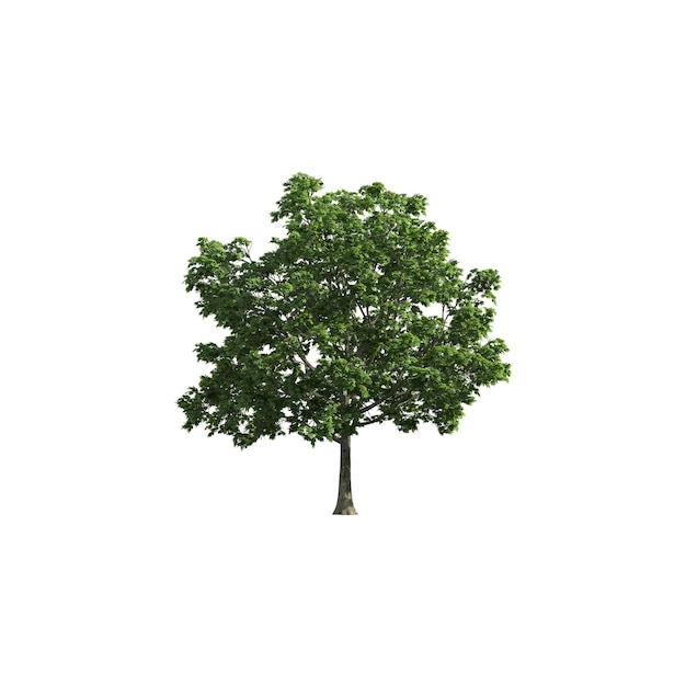 Ein realistischer, isolierter Baum mit grünem Laub