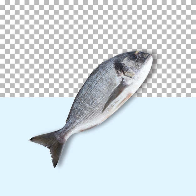 Ein roher, frischer Gilthead-Brassenfisch auf transparentem Marmorhintergrund