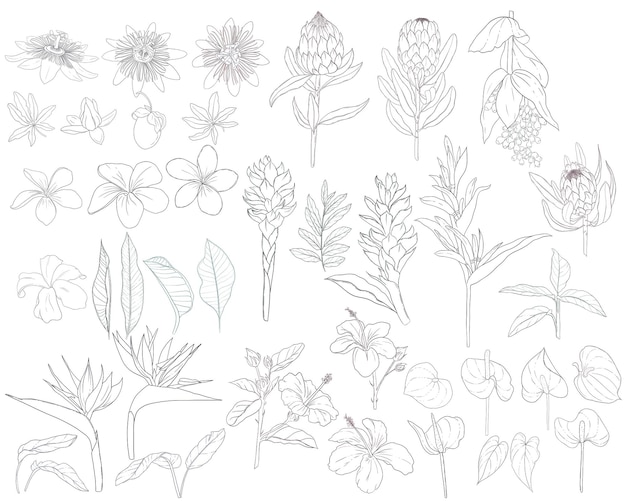 ein Set von handgezeichneten tropischen Blumen