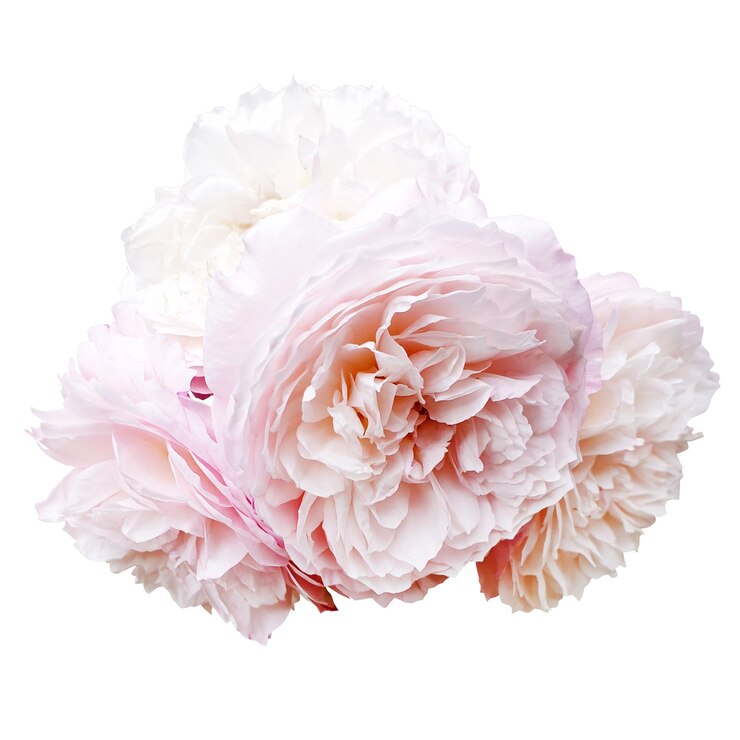PSD ein wunderschöner blumenstrauß mit weichen rosa pfingsten
