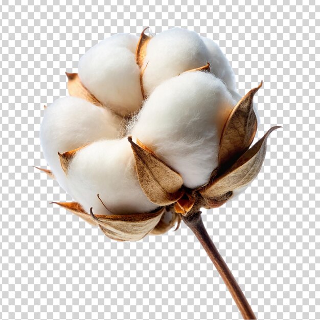 PSD eine baumwollblume mit baumwollkugeln auf durchsichtigem hintergrund