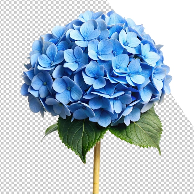 eine blaue Blume auf einem durchsichtigen Hintergrund