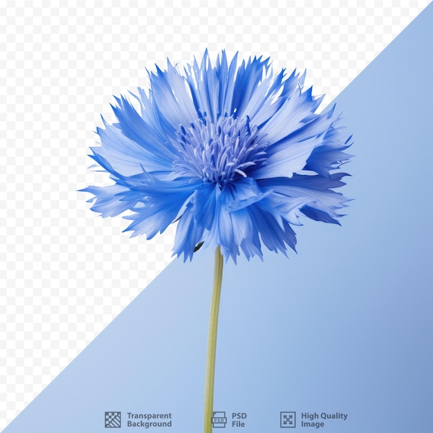 PSD eine blaue blume mit der aufschrift „der name des unternehmens“.