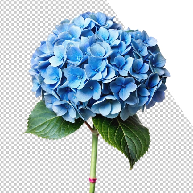 eine blaue Blume wird in einem Foto gezeigt