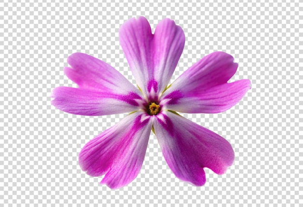 eine Blume auf einem durchsichtigen Hintergrund