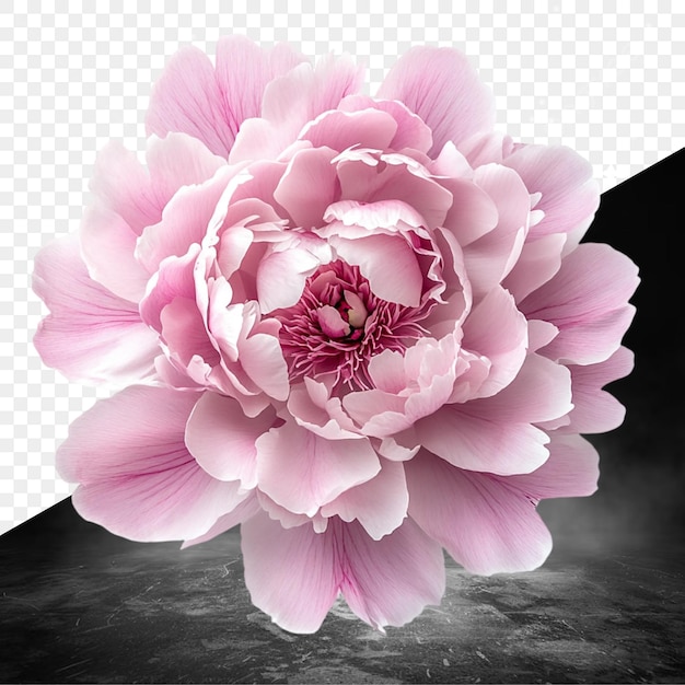 eine Blume, die rosa und weiß mit schwarzem Hintergrund ist