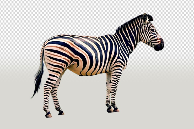 PSD eine fototapete von einem zebra-tier, die auf einem durchsichtigen hintergrund isoliert ist