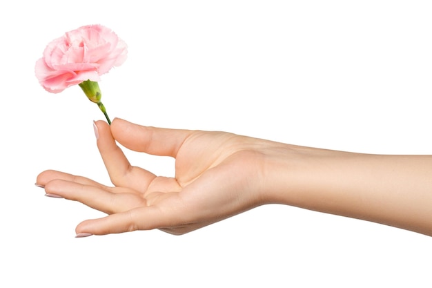 Eine Frau hält eine rosa Blume auf einem leeren Hintergrund in der Hand