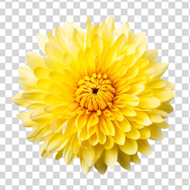 PSD eine frische gelbe chrysanthemumblüte png