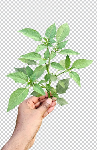 Eine Hand hält einen Ast mit grünem Blatt auf einer PNG-transparenten Hintergrundnaturpflanze