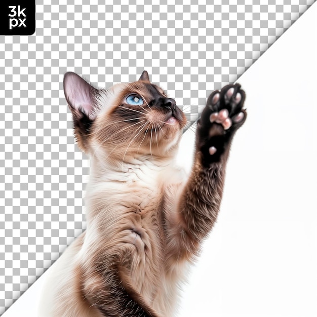 PSD eine katze mit einem blauen auge und einem weißen hintergrund mit einem schwarz-weißen foto einer katze