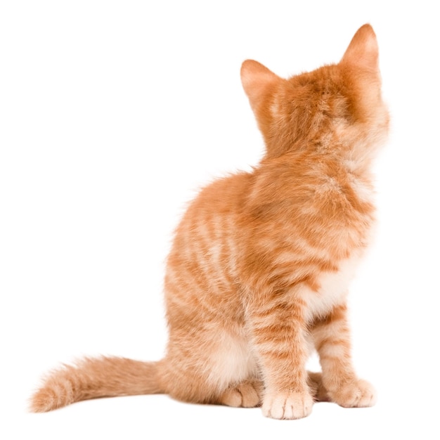 eine Katze mit weißem Hintergrund, die den Namen sagt
