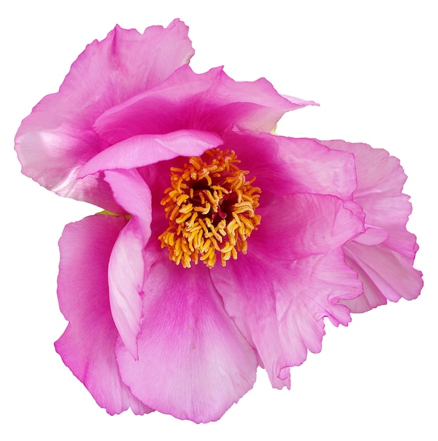 Eine lebendige Nahaufnahme einer wunderschönen rosa Pioene in voller Blüte