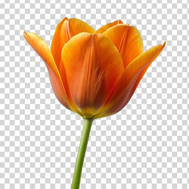 PSD eine orangefarbene tulpe auf transparentem hintergrund