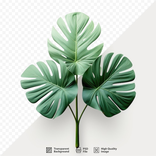 Eine pflanze mit grünen blättern, auf der „natürlich“ steht.