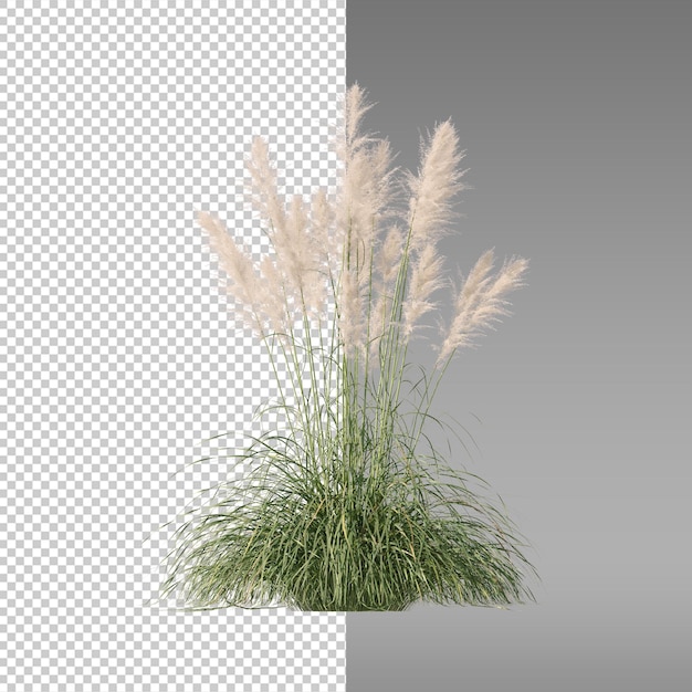 eine Pflanze mit langem Gras und dem Wort Gras