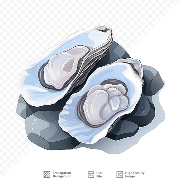 eine Reihe von Austern mit dem Bild einer Muschel.