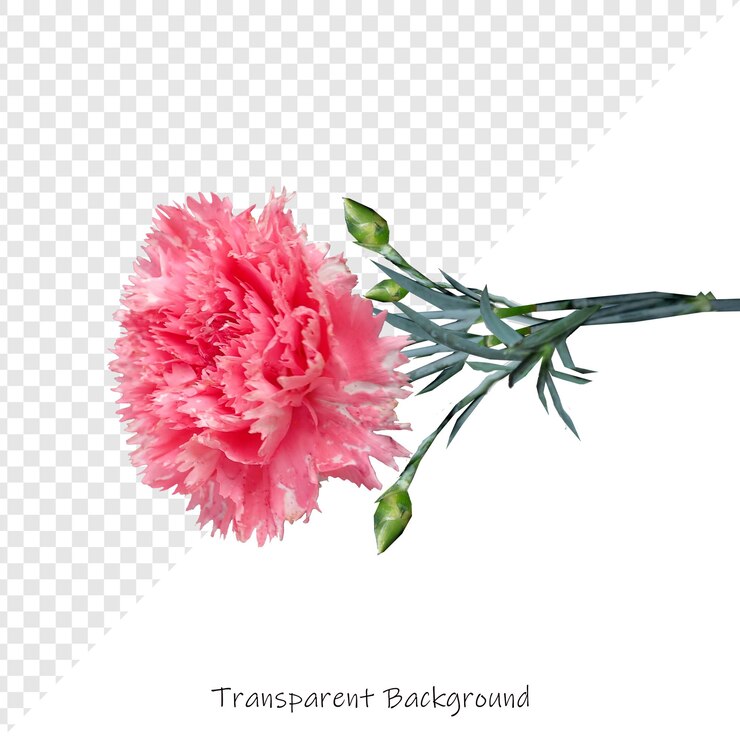 PSD eine rosa blume mit den wörtern transparent und quote