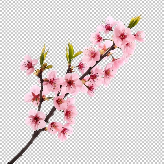 eine rosa Blume springen und dekorieren