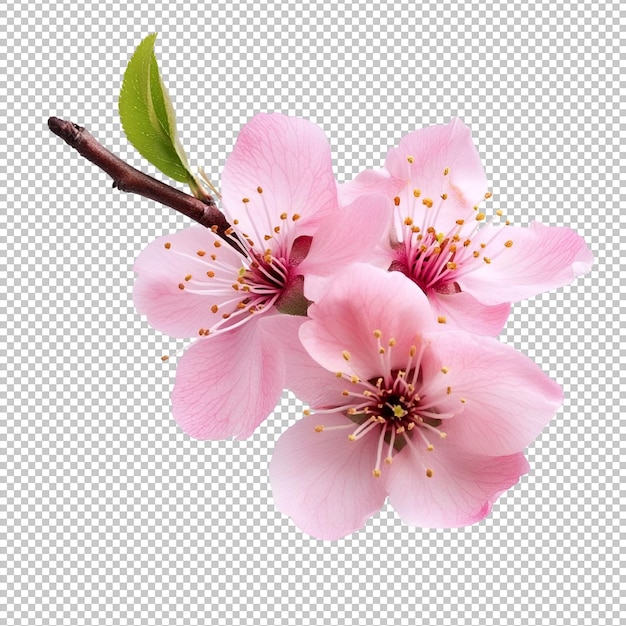eine rosa Blume springen und dekorieren