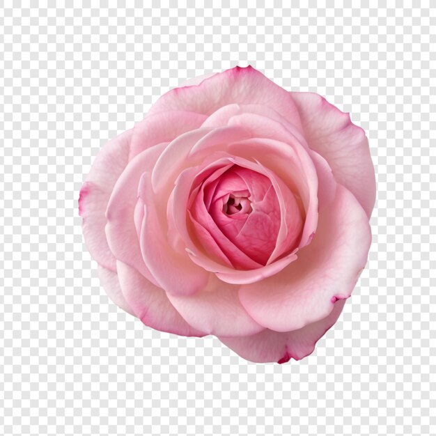 Eine rosa rose auf einem durchsichtigen hintergrund