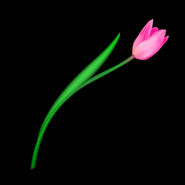 Eine rosa tulpe im schwarzen hintergrund