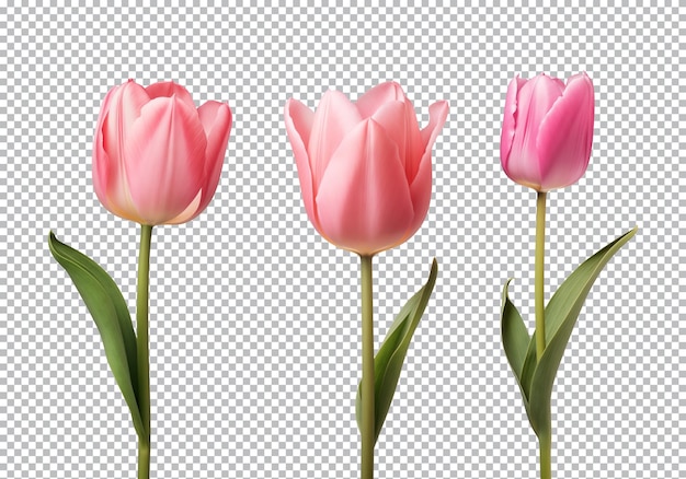 PSD eine rosa tulpenblumenkollektion, die auf einem durchsichtigen hintergrund isoliert ist