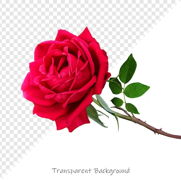 eine rote Rose mit den Worten Kontur darauf
