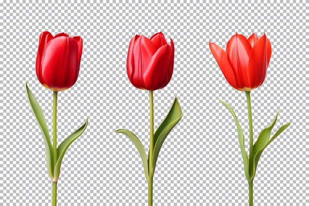 PSD eine sammlung roter tulpenblüten ist auf einem transparenten hintergrund isoliert