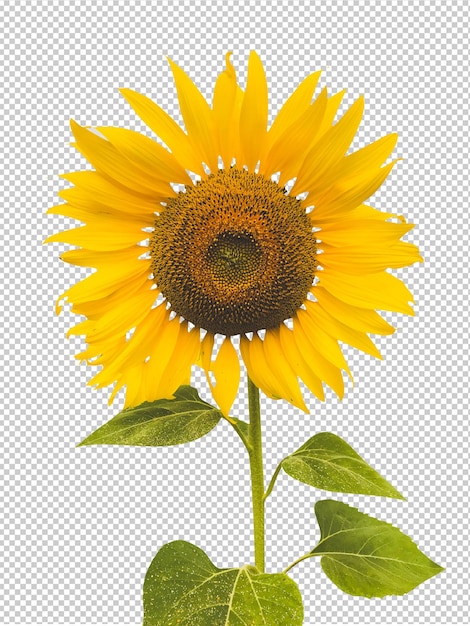 Eine Sonnenblume mit einem grünen Blatt darauf
