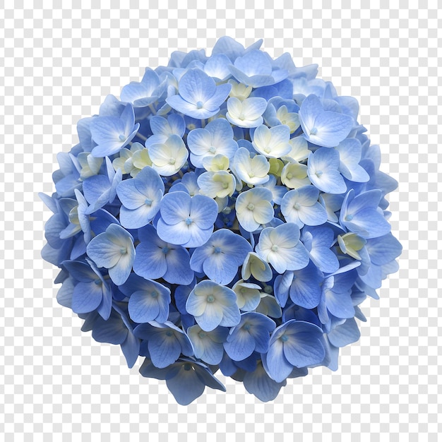 Eine wunderschöne Hortensieblume mit blauen Blütenblättern