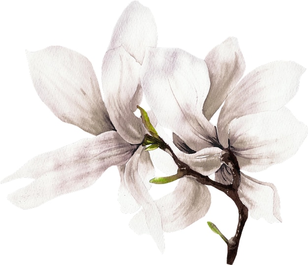 eine Zeichnung einer weißen Blume