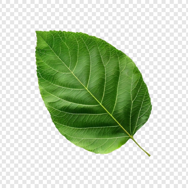 Einfach üppiges grünes Blatt Botanik Natur Pflanze Flora Vegetation Ökologie Biologie Laub Fotogr