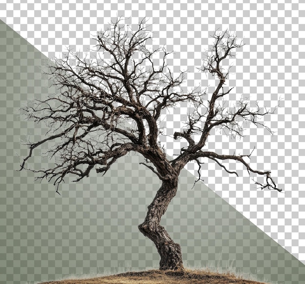 Einsamer Baum auf einem Hügel im Winter Sonne ausgeschnitten Stock png