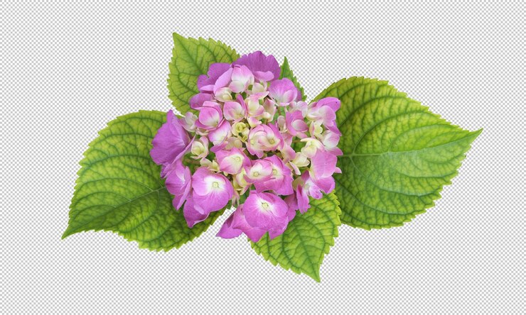 PSD einzelne blüten von hydrangea oder hortensia-blüten hydrangea macrophylla auf durchsichtigem hintergrund