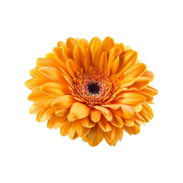 PSD einzelne orange gerbera-blume