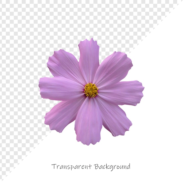 Einzelne rosa Kosmosblume mit durchsichtigem Hintergrund