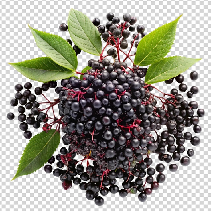 PSD elderberry isolato su sfondo trasparente