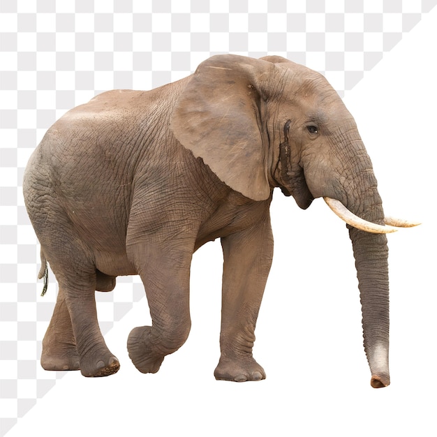 PSD elefante isolado sem fundo