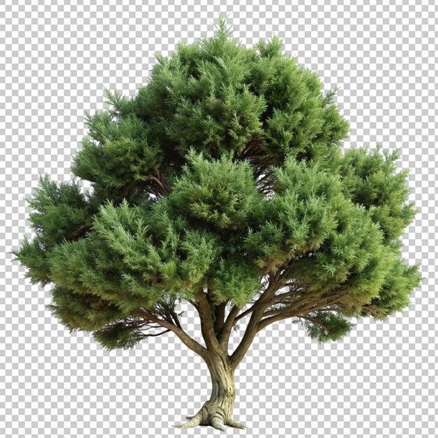 PSD elegança da natureza bonsai de pinheiro gracioso em twist artístico