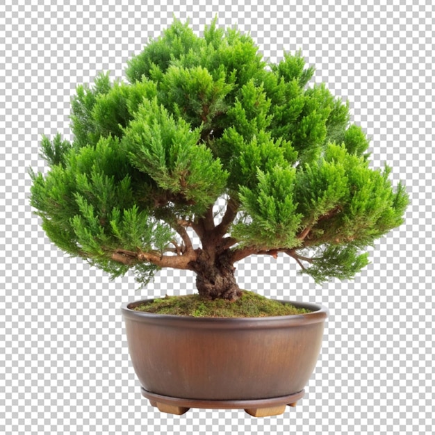 PSD elegança da natureza bonsai de pinheiro gracioso em twist artístico