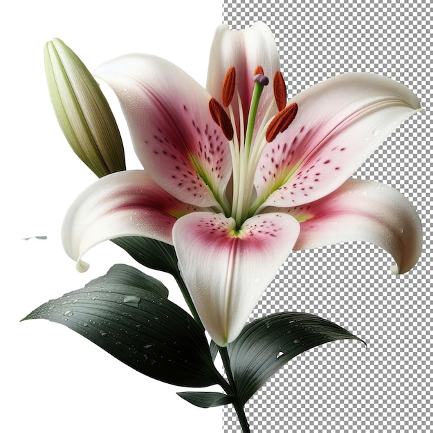 PSD elegancia floral explore la belleza de la fotografía realista de flores aisladas