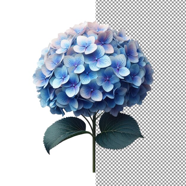 PSD elegancia floral explore la belleza de la fotografía realista de flores aisladas