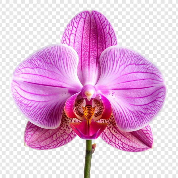 Elegant purple orchid bloom detailed close up isolated on transparent background delicate petals