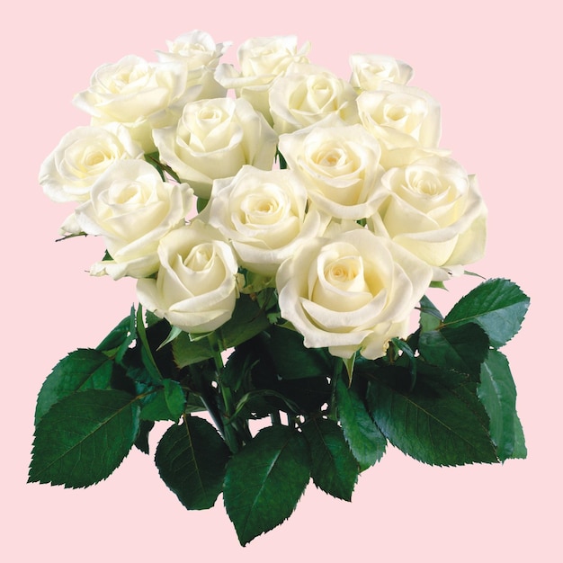 Elegante bouquet di rose bianche