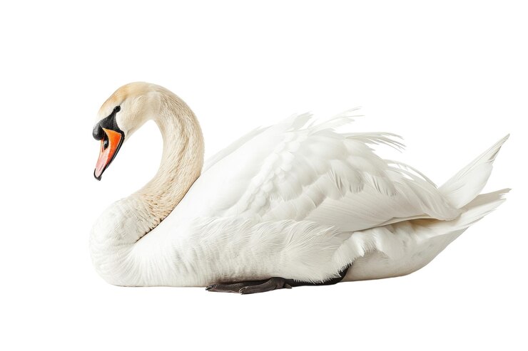 PSD elegante cisne blanco aislado sobre un fondo blanco foto de producto de estudio aig57