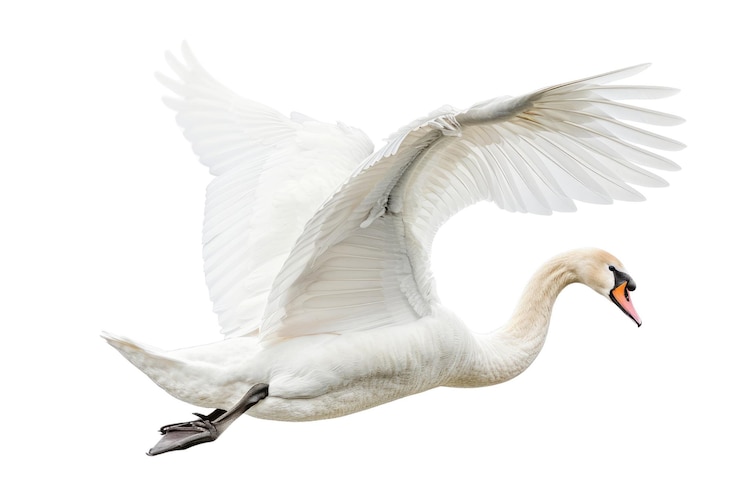PSD elegante cisne blanco aislado sobre un fondo blanco foto de producto de estudio aig57