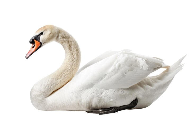 PSD elegante cisne blanco aislado sobre un fondo blanco foto de producto de estudio aig57